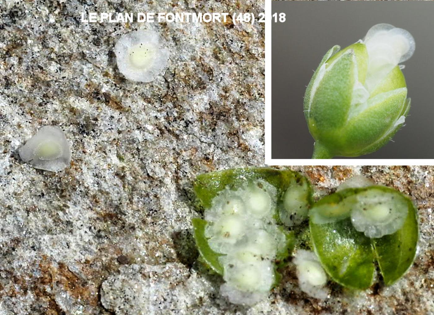 Spurrey, Wingstem fruit